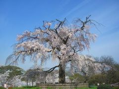 桜の古都　京都（東山～鴨川）