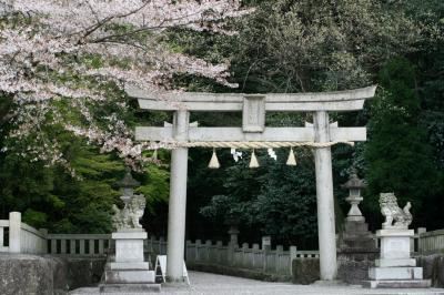 2008春、桜探訪・針名神社と秋葉山(1/2)：鳥居、神馬、染井吉野、秋葉山の古木桜