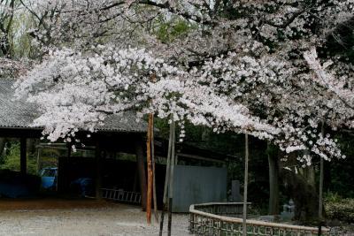2008春、桜探訪・針名神社と秋葉山(2/2)：染井吉野、秋葉山・三尺坊大権現、牡丹桜