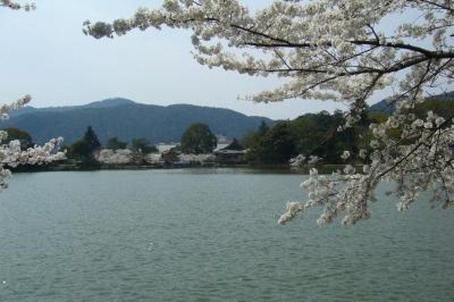 京都の名庭園といわれる１００寺院の写真集です。<br />「京都名庭100選」の一覧リストはコチラをご覧下さい。<br />　→http://shokyoto-kyoto.seesaa.net/<br /><br />京都も桜満開で天気も最高。たまたまコーヒーのネスレがキャンペーンをやっているというので、北嵯峨隨一と言われる大覚寺の優雅な桜花見と相なりました。<br />大覚寺は、もともとは嵯峨天皇の離宮ですから、貴族的な雰囲気が漂っており、般若心経の根本道場として、また「いけばな嵯峨御流」の発祥としても多くの人々に親しまれているところです。<br />ここの庭は、日本最古の人工の林泉（林や泉水などのある）庭園で、嵯峨天皇が中国の洞庭湖を模して造られたと言われ、約1キロにもおよぶ大沢池の周囲は四季折々に美しい風景を創り出します。<br />特に、今頃の池に映る桜の風情は絶品です。ここは、かつては平安貴族が舟遊びをしたといわれ、今でも鬼平犯科帳や、必殺仕舞人などの撮影ロケとして使われているそうです。<br /><br />大覚寺の塔頭で、拝観料もセットになっている祇王寺は、平家物語に登場する祇王が平清盛に捨てられ、母と妹とともに移り住んだと言われる尼寺ですが、<br />ここの桜は、背の高い祇王寺桜と呼ばれる大木だけがカエデの梢の上に花を咲かせるので、ちょっと目では分かりにくく、花びらが散ってはじめてその存在が分かるというもので、一面の苔の上に、花びらが落ちてピンクに染まるところが見所です。秋は紅葉で真っ赤に、冬は雪で純白になり、四季折々の楽しみがあります。<br />祇王寺の桜はまた他とは違う諸行無常の響きあり・・・の趣が漂います。<br /><br />詳細はコチラも→http://shokyoto-kyoto.seesaa.net/