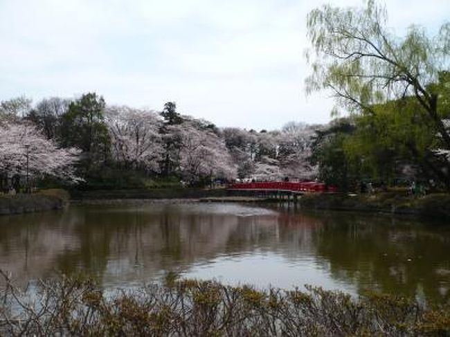 「人形のまち岩槻」<br />旧岩槻（いわつき）市（現在は、さいたま市岩槻区）は、<br />室町時代から栄えた城下町・・・だそうです。<br />（私も知らなかった！）<br />そして、知る人ぞ知る「日本一名高い人形の<br />産地」だそうです。<br />ここで「まちかど雛めぐり」という<br />イベントがあるとタウン紙で読んで、終了日の<br />前日にお花見をかねて出かけました。<br />某ＴＶ番組の「小さな旅」か「ち○散歩」<br />か・・・。