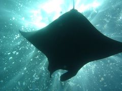 インドネシア　ダイビング