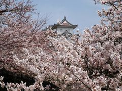 「明石公園」のさくら