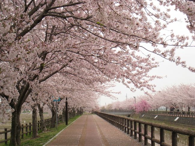 ■愛知県稲沢市平和町のさくら並木は桜ネックレスと呼ばれています。サクラ並木がリンク状に連なり、まるでピンクのネックレスのようになっています。中でもさくら並木が直線1.2Km、しかもツインで続く散歩道は圧巻です。歩道はよく整備されており、車椅子での散歩も十分可能のようです。