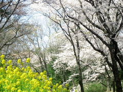 念願の桜の季節の森林公園（3）満開の桜、リベンジなる！