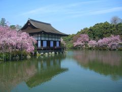 桜の古都　京都（平安神宮）