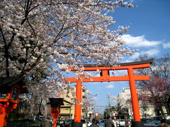 今年も桜咲く京都にやってきました（等持院、平野神社）
