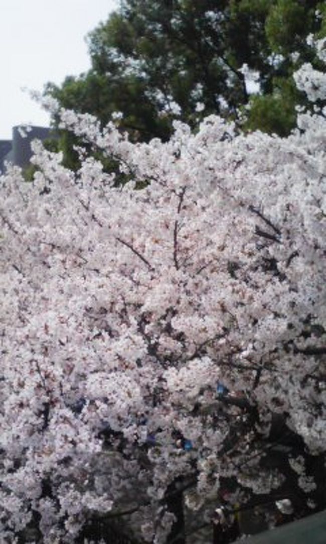 Oapタワーと帝国ホテル大阪周辺の桜 大阪城 京橋 大阪 の旅行記 ブログ By ゆき みかんさん フォートラベル