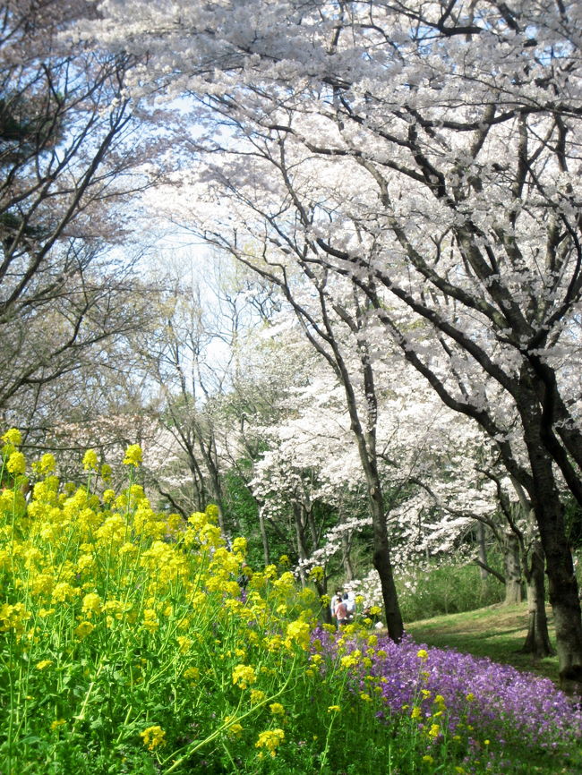 先週末に訪れたときはまだ四分咲きだった森林公園の桜が、３日もたたないうちに公式サイトの開花状況では満開を迎えた、と書かれてありました。<br />早いっ！<br />咲き急ぐんですねぇ、桜って。<br /><br />先週末は、桜の時期の森林公園に初めて訪れたので、四分咲きであっても、地上の菜の花やユキヤナギやムラサキハナナやレンギョウとの夢のコンビネーション写真をゲットでき、十分満足したはずでした。<br /><br />しかし、撮った写真を後からじっくり眺めると、もっと桜が咲いていたらなぁ、とため息が止みませんでした。<br />あのコンビネーション写真が満開の桜だとどうなるのでしょう。<br />見たい、見たい、写真に撮りたい、撮りたい───。<br /><br />数日前の天気予報では、今度の日曜日は曇りで、天気が崩れるとのことでした。<br />先週はその予報でも強行し、帰りのサイクリング中は小雨ながらも、雨に濡れ、閉口しました。<br /><br />であれば、満開の桜を見るチャンスはこの土曜日にしかありません！<br />と思い込んだ私は、いつもの土曜の予定をキャンセルし、森林公園の方にふらふらっと進路変更してしまいました。<br /><br />家を12時40分頃に出て、着いたのは２時です。<br />しかし、日が翳り出した３時半までの１時間半、今度こそ正真正銘の満開の森林公園の桜を、晴れ空の下で拝むことができました。<br />先週はここの桜はまだ薄かったのよね、などと回想しながら、似たようなスポット、アングルで写真を撮りまくりです。<br /><br />今年に入って４回目の森林公園。<br />振り返れば、１回目は梅とフクジュソウまつりの始めの頃に出かけ、梅は満開には程遠かったため、２回目に満開に近い梅をリベンジしました。<br />３回目は、近所の桜が満開だったので大急ぎで出かけたのですが、森林公園はまだ四分咲きでした。<br />今回はそのリベンジです。<br />いつの間にやら私は森林公園の常連さんになってしまったようです@<br /><br />今回は予定外に出かけたため、桜だけ見学してきました。<br />ツバキ園のツバキには後ろ髪が引かれたのですが。<br />というわけで、東武東上線の森林公園駅前でレンタルした自転車を、規定の３時間内で延長せずに返却できたのは、去年と合わせて５回目にして今回が初めてです。<br /><br />今回の１時間半の散策のときに撮った写真は、２つの旅行記に分けようと思います。<br />まずは念願の満開の桜と地上の花とのコンビネーションです。<br />こんな写真が撮りたかったのです。<br />ファインダーの中に人が入らず、まるで花しかない別世界風。<br />地上の花を構図の下の方に取り込むと、意外に人の姿を隠すことができました。<br />桜が満開の週末であっても、人出は四分咲きの先週とさほど変わらず、あまり混んでいなかったのも幸いしました。<br /><br />次の旅行記では、逆に、桜を楽しむ人の姿も風景の一部として取り込んだ写真を集めてみようと思います。<br />それから、南口と桜のある花木園との往復だけでも出会えた、桜以外の花など。<br /><br />国営武蔵丘陵森林公園の公式サイト<br />http://www.shinrin-koen.go.jp/index.html<br /><br />※これまでの森林公園の旅行記<br />2007年２月11日<br />「武蔵丘陵 森林公園その１：福寿草は、お友達と一緒に@」<br />http://4travel.jp/traveler/traveler-mami/album/10125121/<br />「武蔵丘陵 森林公園その２：これもみんな、福寿草@」<br />http://4travel.jp/traveler/traveler-mami/album/10125170/<br />「武蔵丘陵 森林公園その３：癒しの梅花、近くで撮れれば満足さっ！」<br />http://4travel.jp/traveler/traveler-mami/album/10125281/<br /><br />2008年２月17日<br />「梅と福寿草まつりの森林公園（1）たっくんと福寿草」<br />http://4travel.jp/traveler/traveler-mami/album/10219776/<br />「梅と福寿草まつりの森林公園（2）マンサクと、まだちょっとのウメ」<br />http://4travel.jp/traveler/traveler-mami/album/10219779/<br />「梅と福寿草まつりの森林公園（3）野草コースまで足をのばして」<br />http://4travel.jp/traveler/traveler-mami/album/10219782/<br /><br />2008年３月２日<br />「森林公園、２度目の梅と福寿草まつり（1）ウメ、リベンジなる！」<br />http://4travel.jp/traveler/traveler-mami/album/10222864/<br />「森林公園、２度目の梅と福寿草まつり（2）花木園のウメ以外」<br />http://4travel.jp/traveler/traveler-mami/album/10222880/<br />「森林公園、２度目の梅と福寿草まつり（3）サイクリングで雪割草展へ」<br />http://4travel.jp/traveler/traveler-mami/album/10223050/<br />「森林公園、２度目の梅と福寿草まつり（4）自生じゃなくても、本物の雪割草」<br />http://4travel.jp/traveler/traveler-mami/album/10223222/<br /><br />2008年３月30日<br />「念願の桜の季節の森林公園（1）でも桜はまだ４分咲きだって」<br />http://4travel.jp/traveler/traveler-mami/album/10229806/<br />「念願の桜の季節の森林公園（2）ハーブガーデン、スノードロップには遅かった！」<br />http://4travel.jp/traveler/traveler-mami/album/10229851/