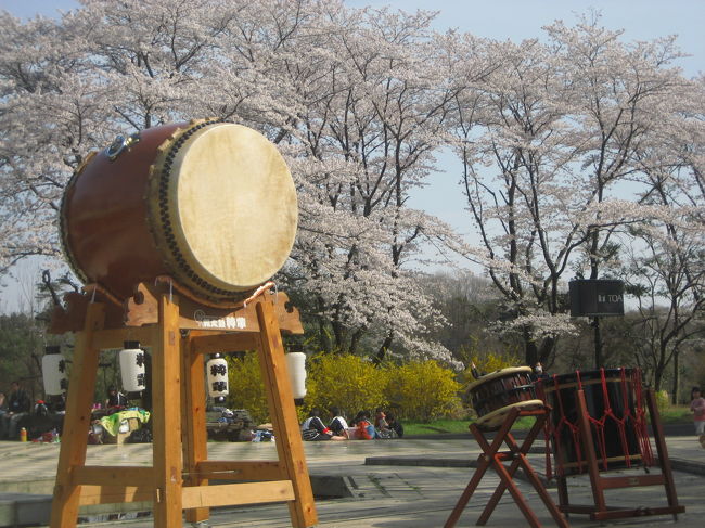 ついに青空を背景に、満開の森林公園の桜を見ることができました。写真を撮ることができました。<br />大満足です。<br />奥から聞える和太鼓をBGMに、心行くまで花だけの写真を撮りました。<br />桜が満開の時期の混雑をちょっとだけ心配していましたが、まだ四分咲きだった先週とたいして変わりありませんでした。<br />それとも着いたのが午後２時だったからでしょうか。<br />花見といったら団子でしょう。<br />ビニールシートを敷いて花見をするだけという過ごし方も良いですが、天気が良くて、森林浴も出来て……となれば、昼時に来てお弁当を広げたいですものね。<br /><br />人のいない花木だけの写真も心行くまで撮ったあとは、今度は人のいる写真も撮りましょう。<br />人のいない別世界風の写真もいいですが、私自身が花見を楽しんでいるワクワク感は、花見客を一緒に撮ることで投影させられるのではないかしら。<br />ぎっしりの混雑はイヤだけど、これだけの桜を楽しんでいるのが、もし自分たった一人だったら、それはそれでつまらないと思うんです。<br />楽しそうに過ごしている人を見て、自分も気分が盛り上がるものです。<br /><br />今年４回目になる桜リベンジの今回の森林公園訪問では、予定外に時間を捻出したため桜しか見にいけませんでしたが、そんな限られたところでも、園内には桜以外にも春の花が溢れていました。<br /><br />２つめのこの旅行記では、花見客のいる桜写真と、ちょうど居合わせることができた桜まつりのイベントの１つ、東松山の和太鼓、それから桜以外の花の写真を集めてみました。<br /><br />国営武蔵丘陵森林公園の公式サイト<br />http://www.shinrin-koen.go.jp/index.html