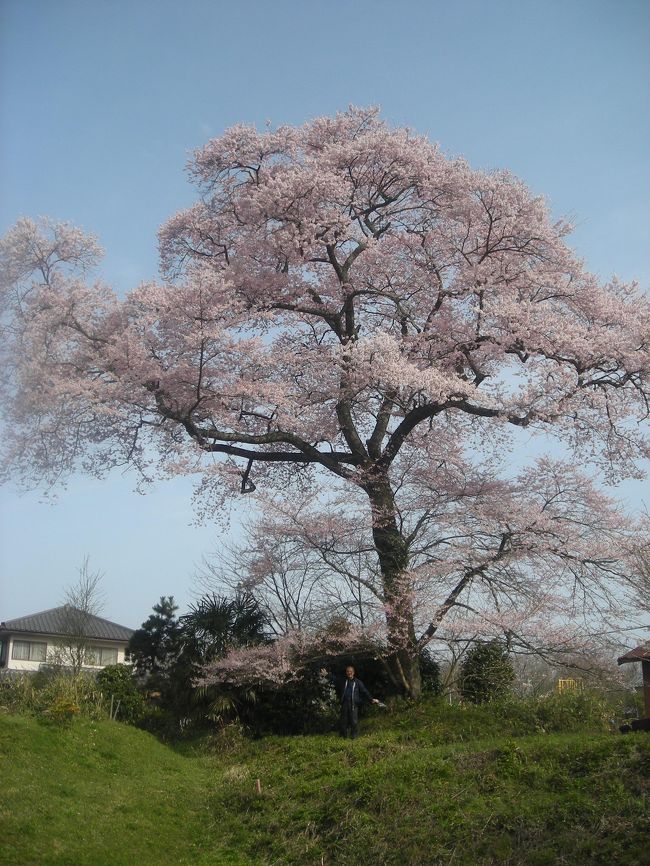 今日　京丹波町でこんな素敵な・・・大きな・・・サイズでも（高さ20ｍ近く）美しさでも日本一の桜を見つけました・・・<br /><br />写真の根元にいるのが私です