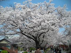 ２００８桜★ＮＯ２　～墨俣など～　