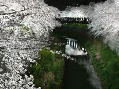 名古屋◆街ある記 山崎川の夜ざくら