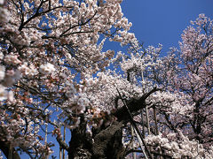 天然記念物　日本三大桜！　樹齢２０００年！　山高神代桜（やまたかじんだいざくら）/　山梨県北杜市武川町山高