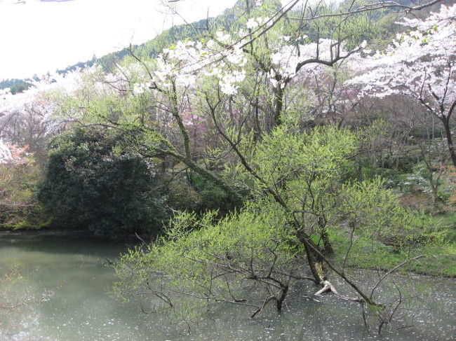 4月も8日となると、満開の桜がそろそろ散るところもあるのですが、洛西の勝持寺は、さすが花の寺というだけあって西行桜や関山桜など約100本の桜が咲いていました。<br />西山連峰の麓にあり、小塩山大原院勝持寺は応仁の乱で消失し、その後再建されました。<br />鳥羽上皇に仕えていた北面の士佐藤兵衛義清が、保延6年出家し、西行と名を改め、一株の桜を植えたとされています。<br />花見んとむれつつ人の　くるのみぞ　あたらさくらの　とがにはありける　　西行法師<br />地にとどく　西行桜したしけれ　虚子