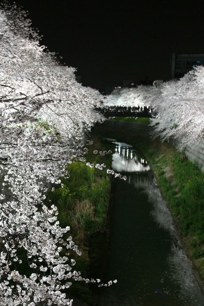 4月はじめ、桜の名所として知られる名古屋市瑞穂区の山崎川に、ライトアップされた桜並木を見に行ってきました。河畔約2.8ｋｍの両岸にはソメイヨシノが咲き誇り、盛りをむかえていました。その桜並木の真ん中あたの鼎橋（かなえばし）付近が明るい光に照らされ、夜空に浮き上がっていました。<br /><br />写真は、鼎橋（かなえばし）付近、光に浮かぶさくら。<br />名古屋市公式ウェブ・山崎川 <br />http://www.city.nagoya.jp/ku/mizuho/machi/nagoya00042001.html
