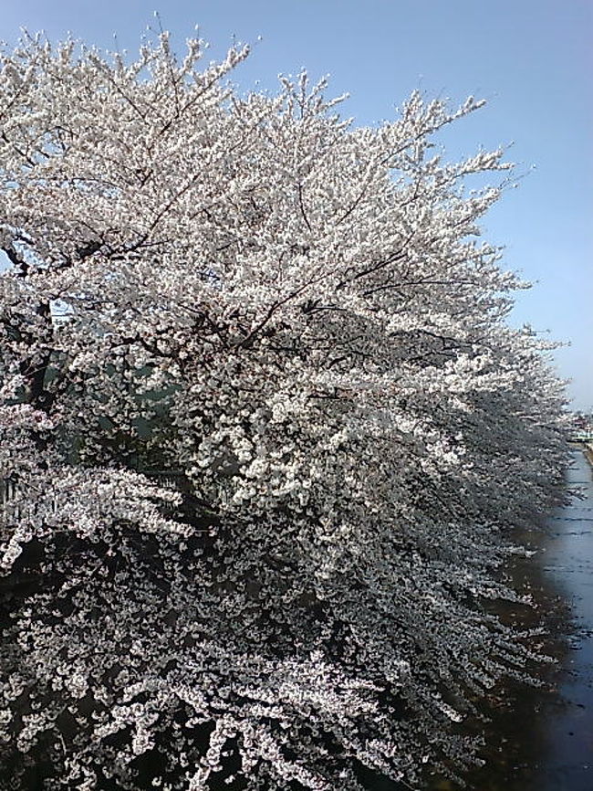 お天気に恵まれ桜も長持ちし桜もお酒も満喫<br /><br />でも、お花見の教訓<br /><br />お花見なめんな。お花見は寒いよ。<br />毛布、ダウン、カイロ、ブーツ、ヒートテック必需品。<br />昼間はオフィス街で浮いていても、暖かくしよう。<br /><br />あと帽子なくすので気をつけよう。<br />記憶も薄らぐので気をつけよう。<br /><br />