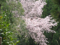 京都も桜満開　その３　哲学の道から嵐山へ   KYOTO - Sosui to Arashiyama