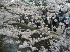 桜の古都　京都（哲学の道）