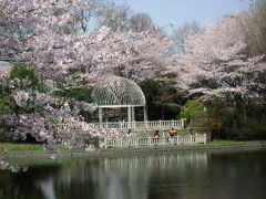 近場のお花見も悪くない（3）枝垂れ桜と葉桜見物で名残を惜しむ