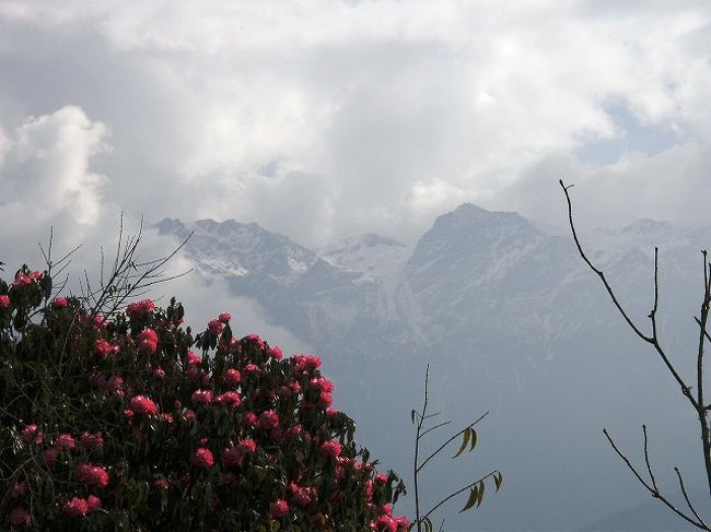 早朝のマチャプチャレのモルゲンロートに感激して<br />今日はコルチョンピークの頂へ<br />天気が心配です、キャンプ地を出発するころには上空を雲が覆いヒマラヤを隠しています。<br />厳しい登りは続きますが、山野草やネパールの国花ラリグラス(しゃくなげ)の花が山麓を染め素晴らしい中をコルチョンピークに。