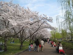 さくら満開☆万博記念公園