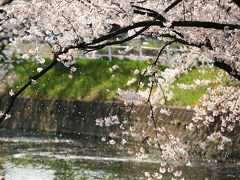 今年の桜も見納め。。五条川の桜吹雪　/愛知県　丹波郡　大口町　