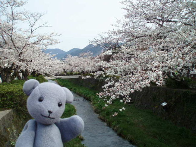 市内研修と山口の桜2008 山口市 山口県 の旅行記 ブログ By くに クマさん フォートラベル 市内研修と山口の桜2008 山口市 山口県 の旅行記 ブログ By くに クマさん フォートラベル