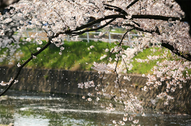 愛知県の桜の名所に五条川がある。<br /><br />五条川は岐阜県多治見市に源を発し、新川に流れ込み、更に庄内川と流れを共にし、伊勢湾に流れ込む。<br /><br />丹羽郡大口町、また岩倉市の河岸に桜並木。<br />３５００本余りの桜が堤に並ぶ『五条川のさくら』。<br />ソメイヨシノ、シダレザクラ、ヤマザクラ、ヤエザクラの種類が見られます。<br />大口町内流域は、約１８００本。両岸に続く桜並木は素晴らしいの一言。<br />この堤のサクラ並木は日本で２番目の長さだそうです。<br />（１９９８年までまでは第一位だったとのこと）<br />