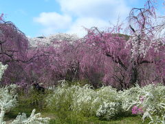 京都名庭１００選（５）桜めぐり２～原谷苑