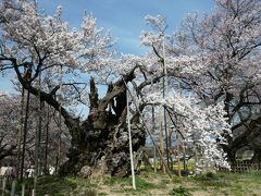 樹齢２０００年の桜で花見しました　