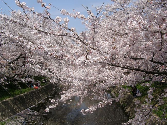 五条川へ花見に行きました。<br />五条川は、愛知県の岩倉にある花見のスポットです。<br />ちょうど桜が満開で、人がたくさんいました。<br /><br />小牧山にも立ち寄り、花見を堪能した一日になりました。<br />