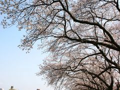 足羽川の桜のトンネル