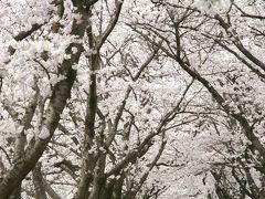 ［08］富山市郊外の桜