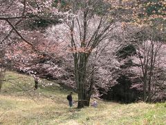 森の妖精を求めての秩父ハイキング?親鼻～美の山頂上まで