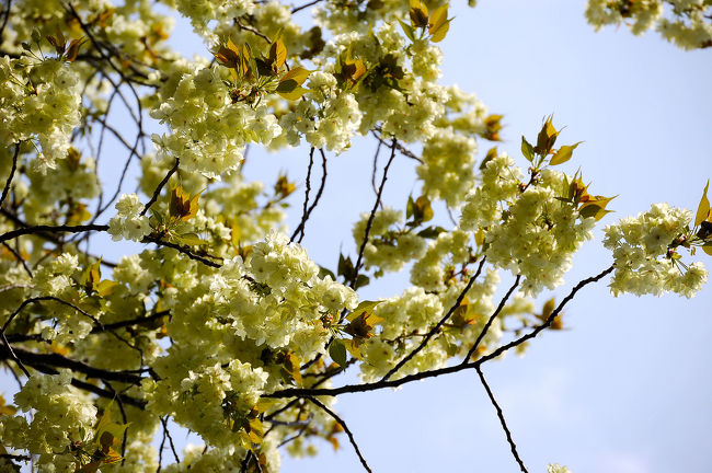 黄桜の古木が満開、すぐ隣りの八重桜も満開になりました。