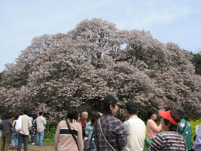 ４月１１日（金）は、小雨模様で人出も少なく、旧印旛村中央公園の１番近い所に車を停め、散策開始です。にしみや食堂のキク咲きハナモモが満開で見事です。北総自動車学校を通過すると、２０１０年までに成田空港まで伸びる、高速鉄道の工事が急ピッチで進む現場があります。沿道のヒメオドリコソウやムラサキケマン、ツバキ、レンギョ、シダレザクラ、山吹などを見ながら、吉高の大桜に到着です。中央公園から１５分位い歩きました。さすが、樹齢３００年以上のヤマザクラです、近くで見るとその大きさが解ります。根元の太さやそこから伸びる枝ぶりの良さ、枝先が地上すれすれまで垂れ下がっており、花付きも良くまだまだ元気に育っているようです。<br /><br />４月１２日（土）は、晴れ時々曇りで、花も９分咲き、気温も２０度を超え、お花見日和です。車と人の混雑は凄く、駐車は中央公園の１番奥の芝生広場になりました。真っ直ぐ大桜に行き、写真を撮ってから、峠の茶屋により、大人気の野菜堀りを見学し、帰宅しました。年々見学客が増えているようで、グラウンドまで駐車場に開放されているのには驚かされました。また、沿道に野菜や手作りのしその塩づけや瓜の奈良漬け、掘りたてのタケノコ、草もちや山菜おこわなどの出店が出て賑やかでした。<br /><br />2008/04/12 第１版<br />2009/04/12 第２版