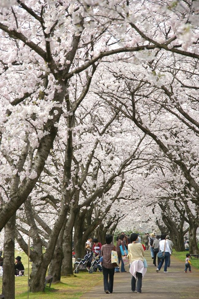 富山市婦中ふるさと自然公園｜更新日:2015年4月16日 9:23｜富山さくらの名所70選 開花情報