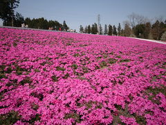 JR東日本 駅からハイキング「名刹・秩父札所総開帳と羊山公園の桜を巡る」