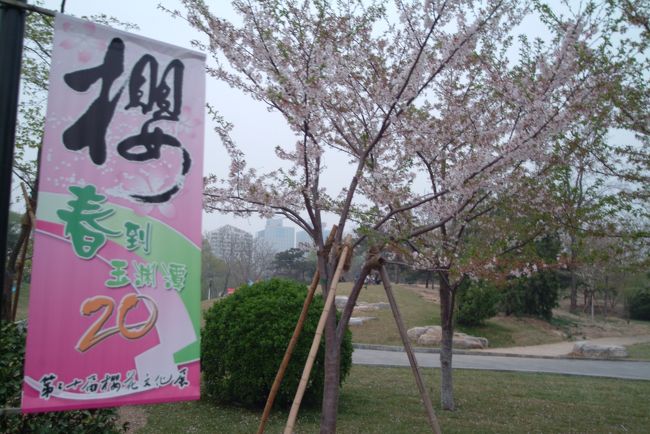北京の桜公園として有名な玉淵漂公園！<br />毎年３月中旬から４月中旬に掛けて園内の桜を初め、桃、梨、梅、海道等の花々が一斉に咲き誇ります！　北京にこの時季にお越しの接は是非ここ『北京桜公園（玉淵漂公園）』を訪れて北京の春のお花見を楽しんでください！