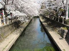 桜の季節.水門川