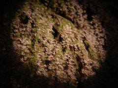 高台寺の夜桜