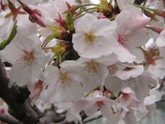 2008年の桜