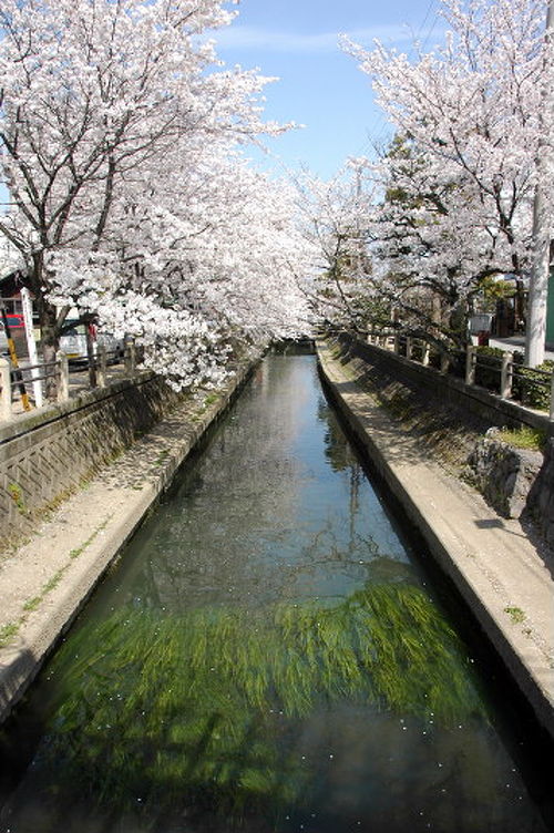 桜の季節 水門川 大垣 岐阜県 の旅行記 ブログ By 風に吹かれて旅人さん フォートラベル