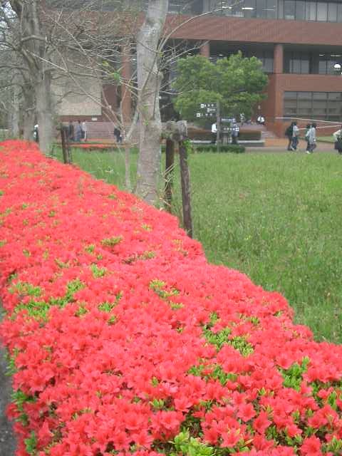 宮崎大学の構内をお散歩しました。清掃が行き届いていて、とても清潔な大学です。樹木も宮崎的であたたかく感じました。いい大学です。