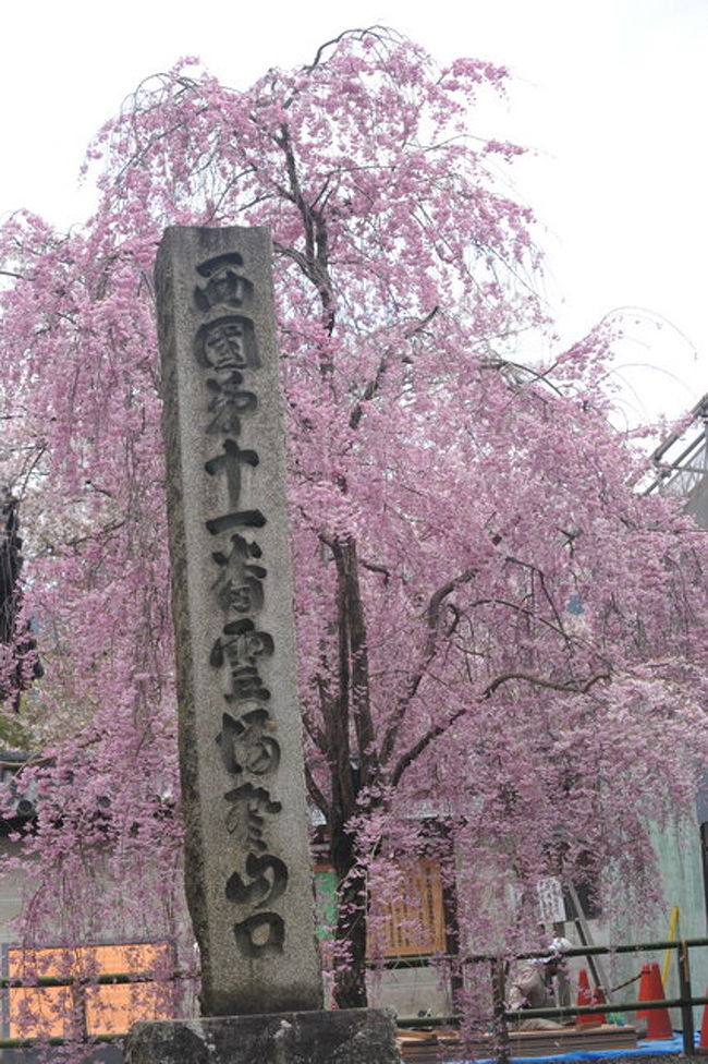 一生に一回はみていおきたいといわれる醍醐寺の桜。<br /><br />訪問日は4月8日。一週間ぐらい遅かったですが、見事でした。<br /><br />三宝院、霊宝館、金堂のセット参拝券が1,500円（だったとおもう）です。迷わずに３つ行きましょう。<br /><br />三宝院の枝垂れ桜は見事なんです。中に入って庭園に咲いている桜も可憐です。（中に入ると撮影禁止なので心に焼き付けよう）<br /><br />霊宝館では国宝が展示されています。今はドイツに行っているものもあって展示品が少ないです。<br />また仁王門に幕がかかっていて仁王像はみることができませんでした。<br /><br />アクセス<br />地下鉄醍醐駅の近くから醍醐コミュニティバスが出ています。シーズンは臨時運行しています。これに乗って、7,8分です。<br />徒歩で15分程度です。<br /><br /><br />