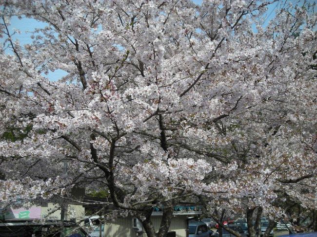 久々に寺尾へ。ここはさすが，千本桜というだけあって，沢山の桜が咲き誇っています。<br />車で見るのに適したところだなーと思います。