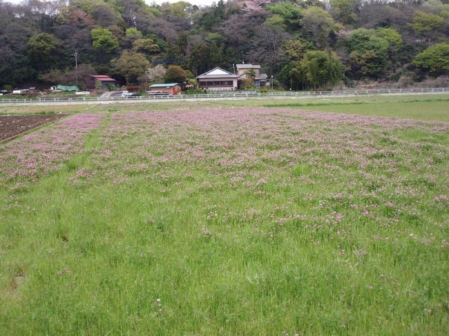 原当麻駅から相武台下駅までのハイキングに参加。<br />相模川の芝桜を楽しんだり、レンゲの花の咲いている田んぼの道をあるいたりと春の散歩をしてきました。