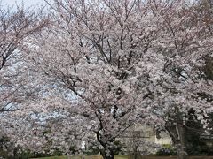 杉並区和田堀公園・善福寺川周辺桜見物　2008年3月