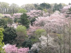 横浜市三ッ池公園桜見物　2008年4月